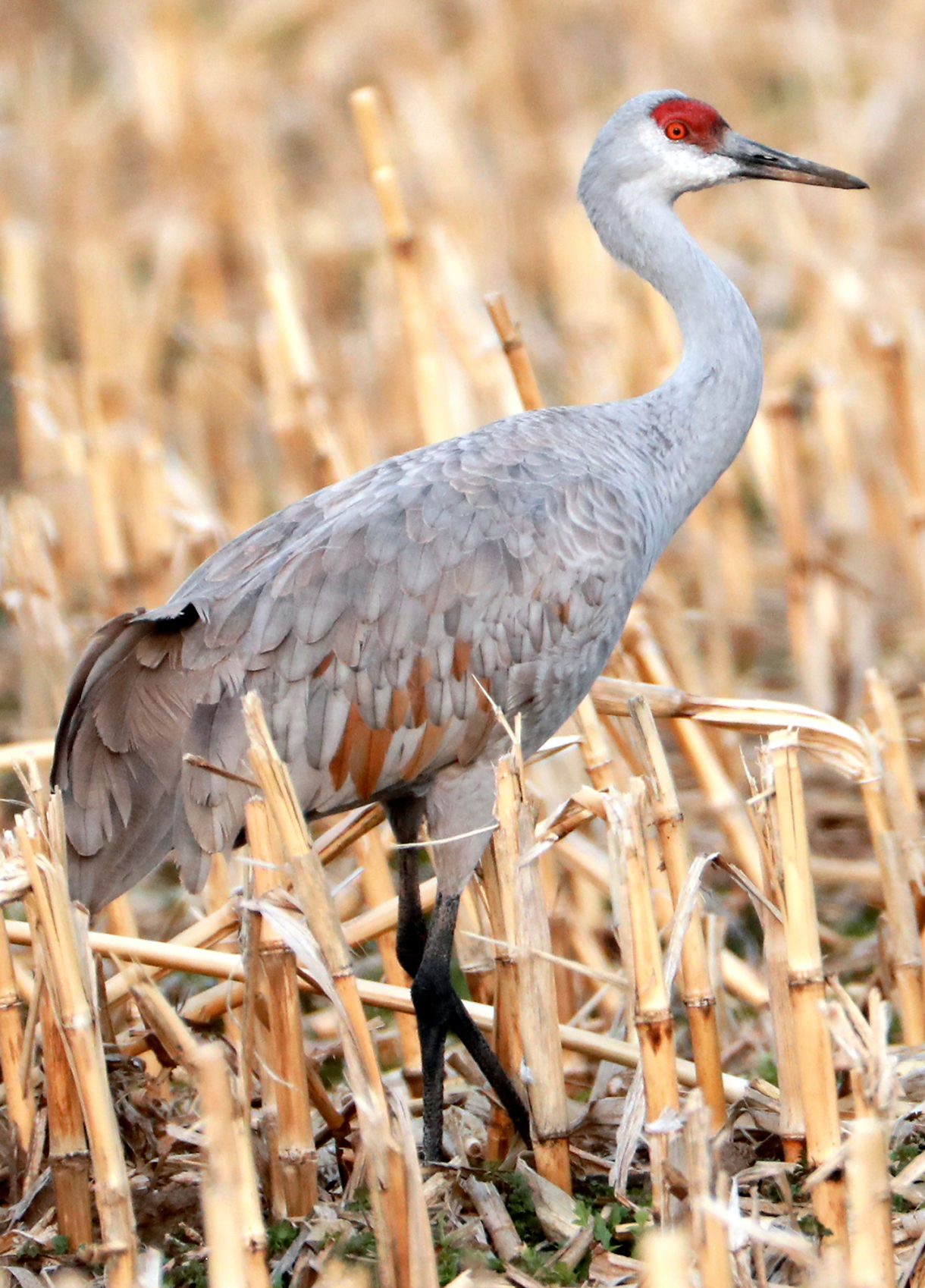 042120_GoodbyeCranes002_bjs.JPG